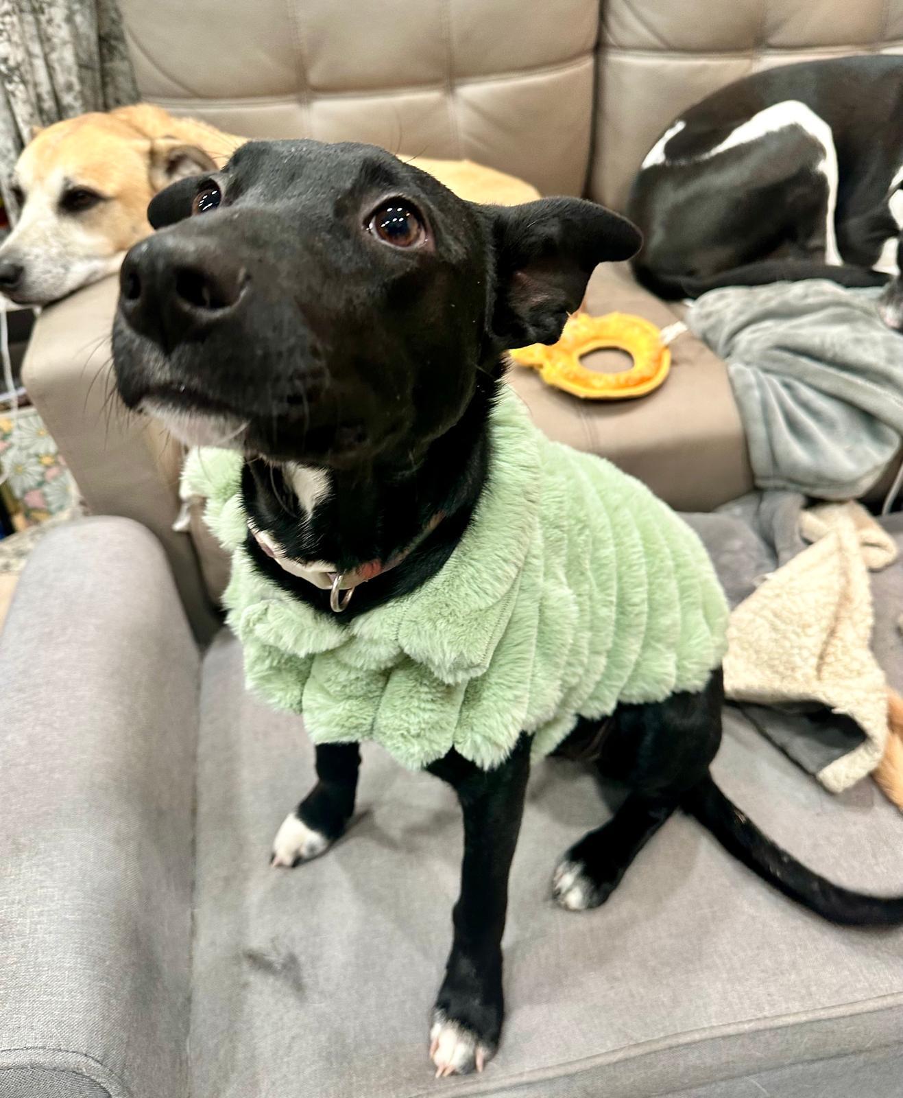 Enlarge Serena, an adopted mixed breed in Littleton, CO image 2/6