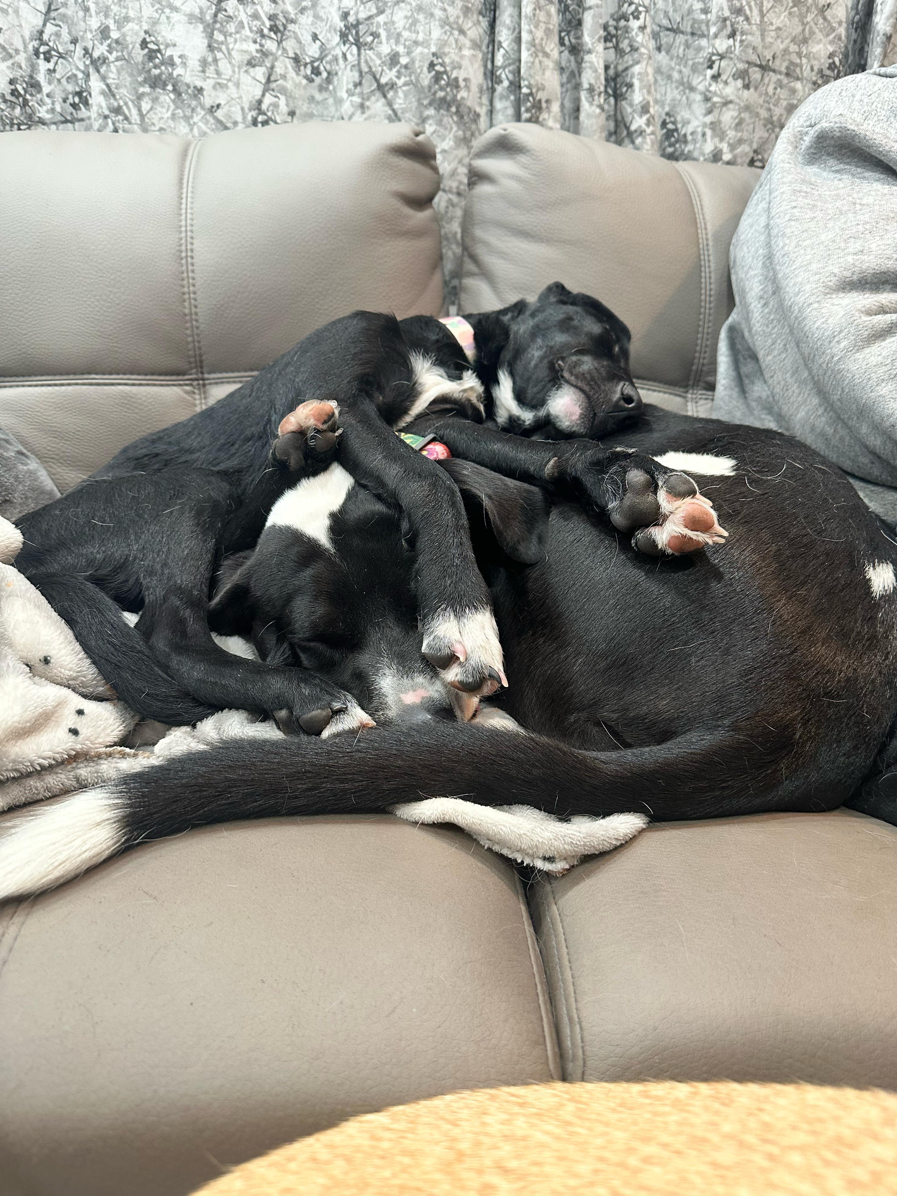 Enlarge Serena, an adopted mixed breed in Littleton, CO image 4/6