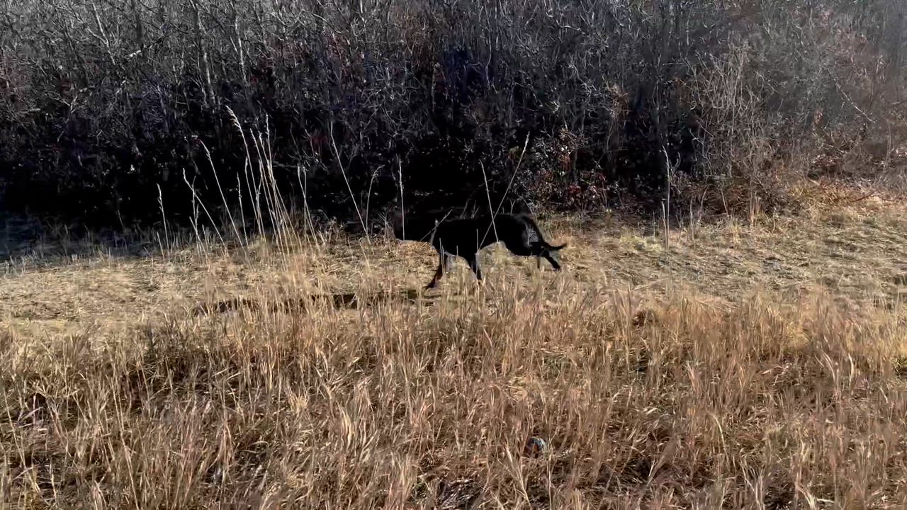 Enlarge Serena, an adopted mixed breed in Littleton, CO video 6/6