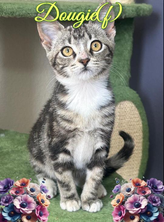 Dougie, ADOPTABLE, Kitten Female Domestic Short Hair.