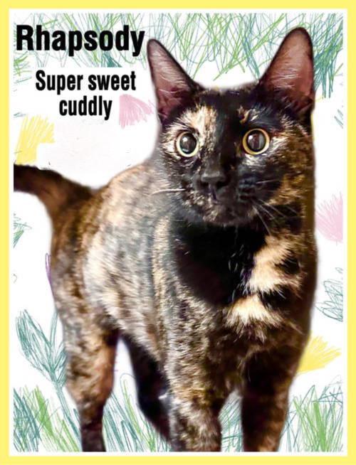 Rhapsody, Willow Grove, PA (FCID# 05/13/2025-135), Young Female Tortoiseshell