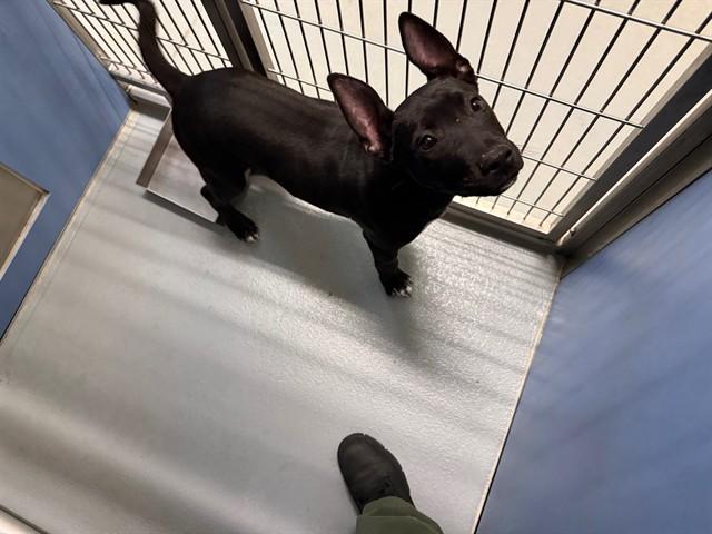 Enlarge OSCAR, a Adoptable mixed breed in South Lake Tahoe, CA image 1/1