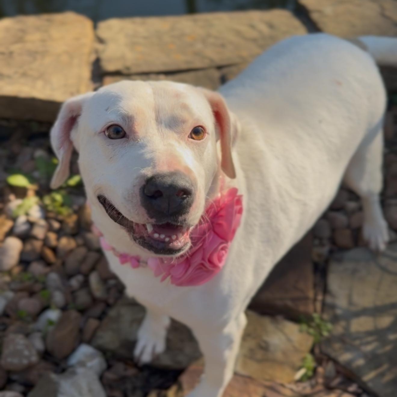 Enlarge Morticia, an adoptable mixed breed in Bensalem, PA image 1/6