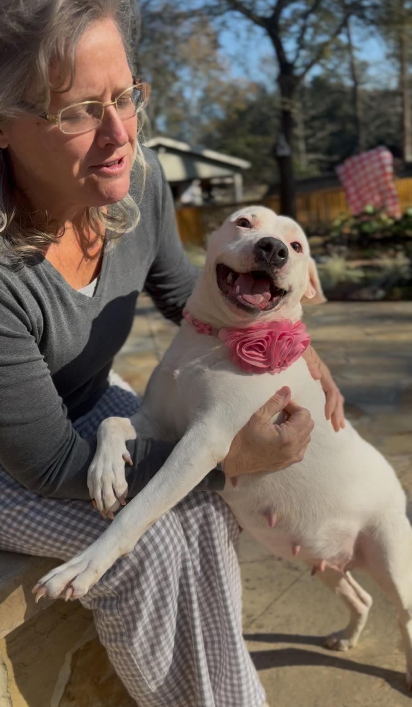 Enlarge Morticia Addams, a Adoptable mixed breed in Bensalem, PA image 4/6