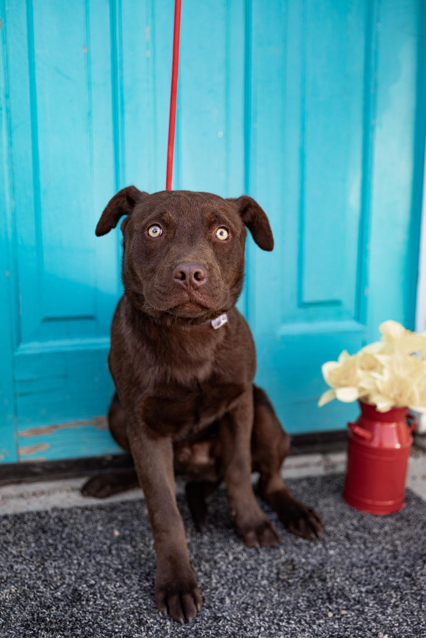 Enlarge 275-26 (Midas), an adoptable mixed breed in Brighton, CO image 4/4