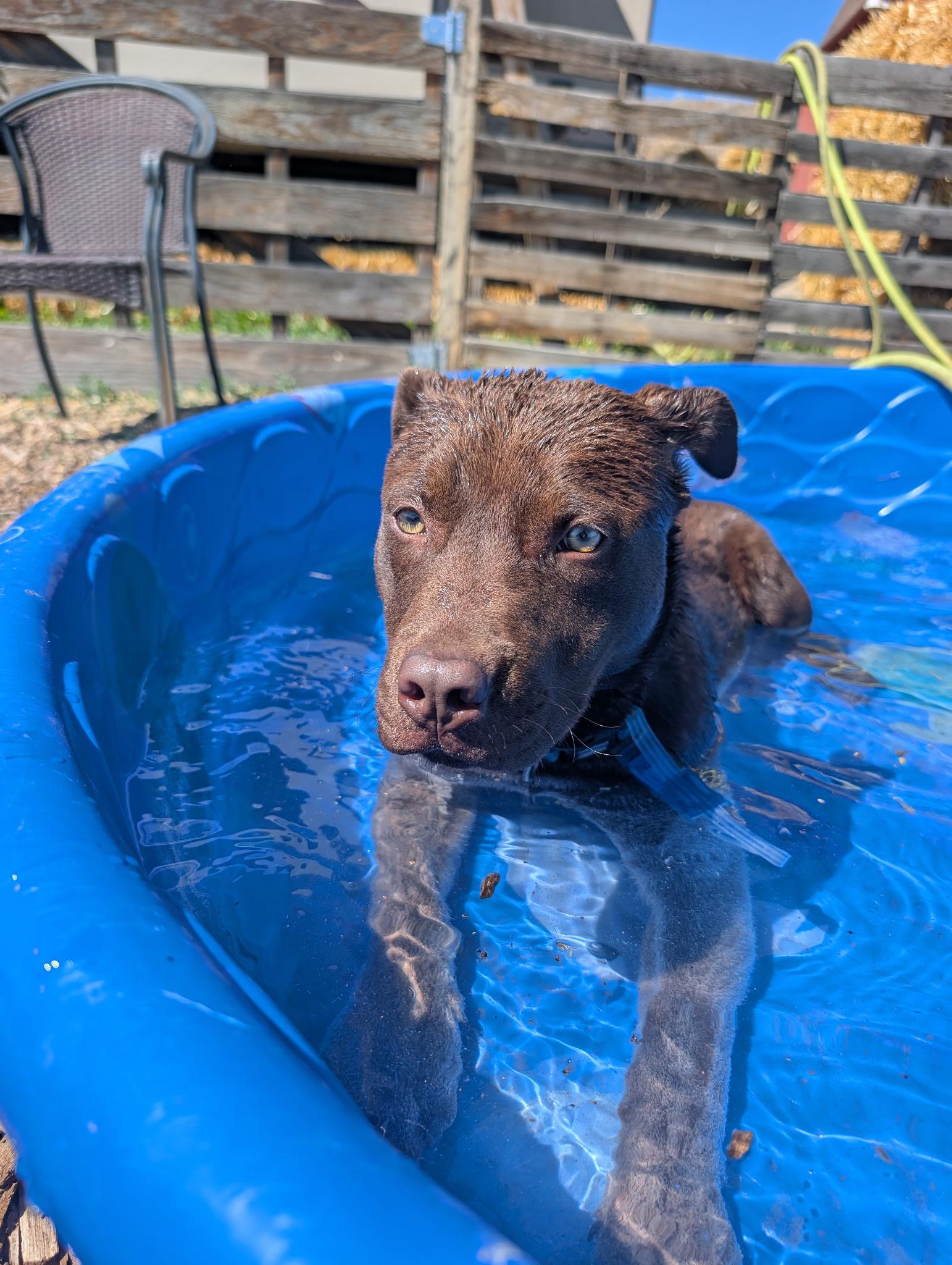 Enlarge 275-26 (Midas), an adoptable mixed breed in Brighton, CO image 2/4