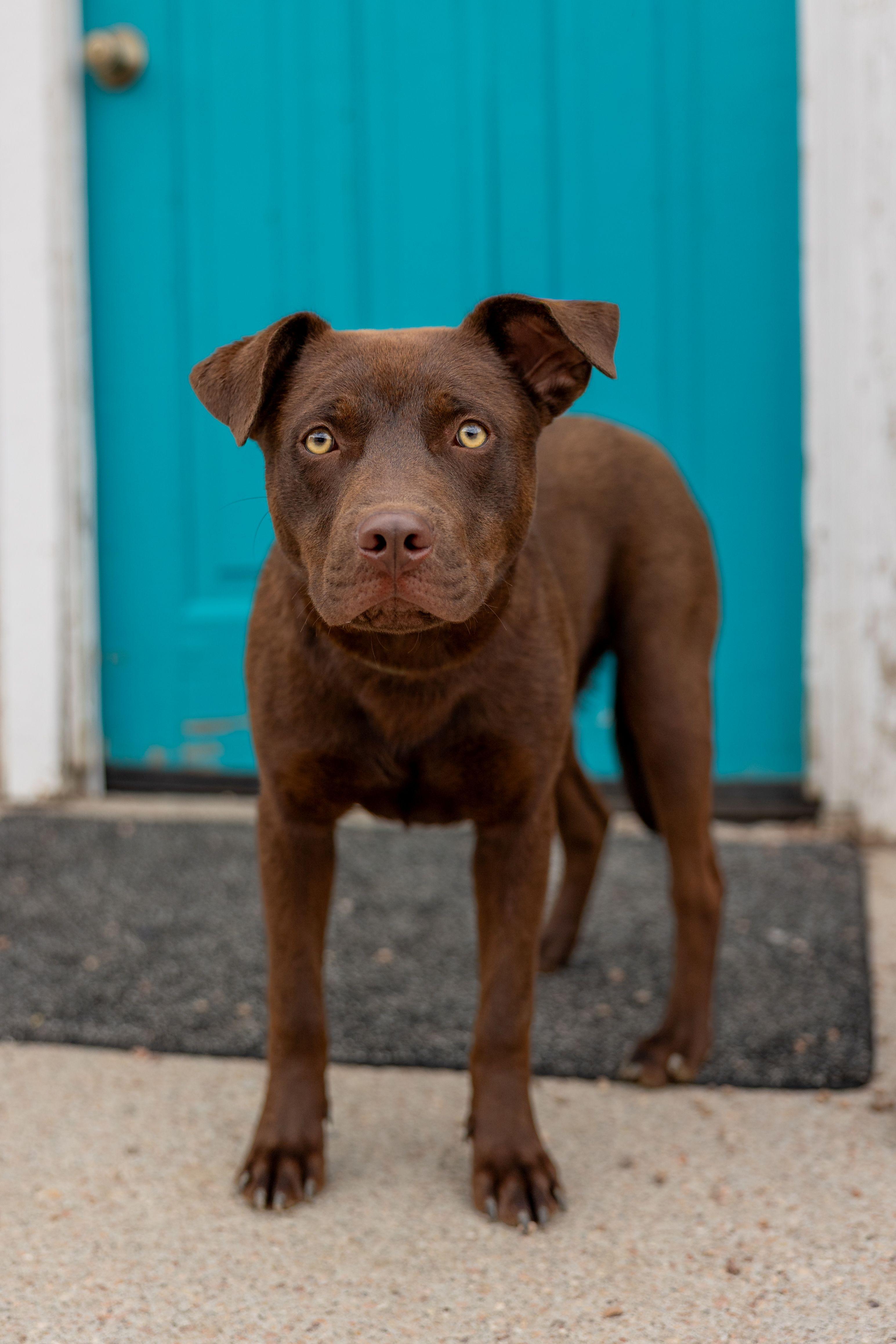 275-26 (Midas), adoptable, Young Male Labrador Retriever & Pit Bull Terrier.