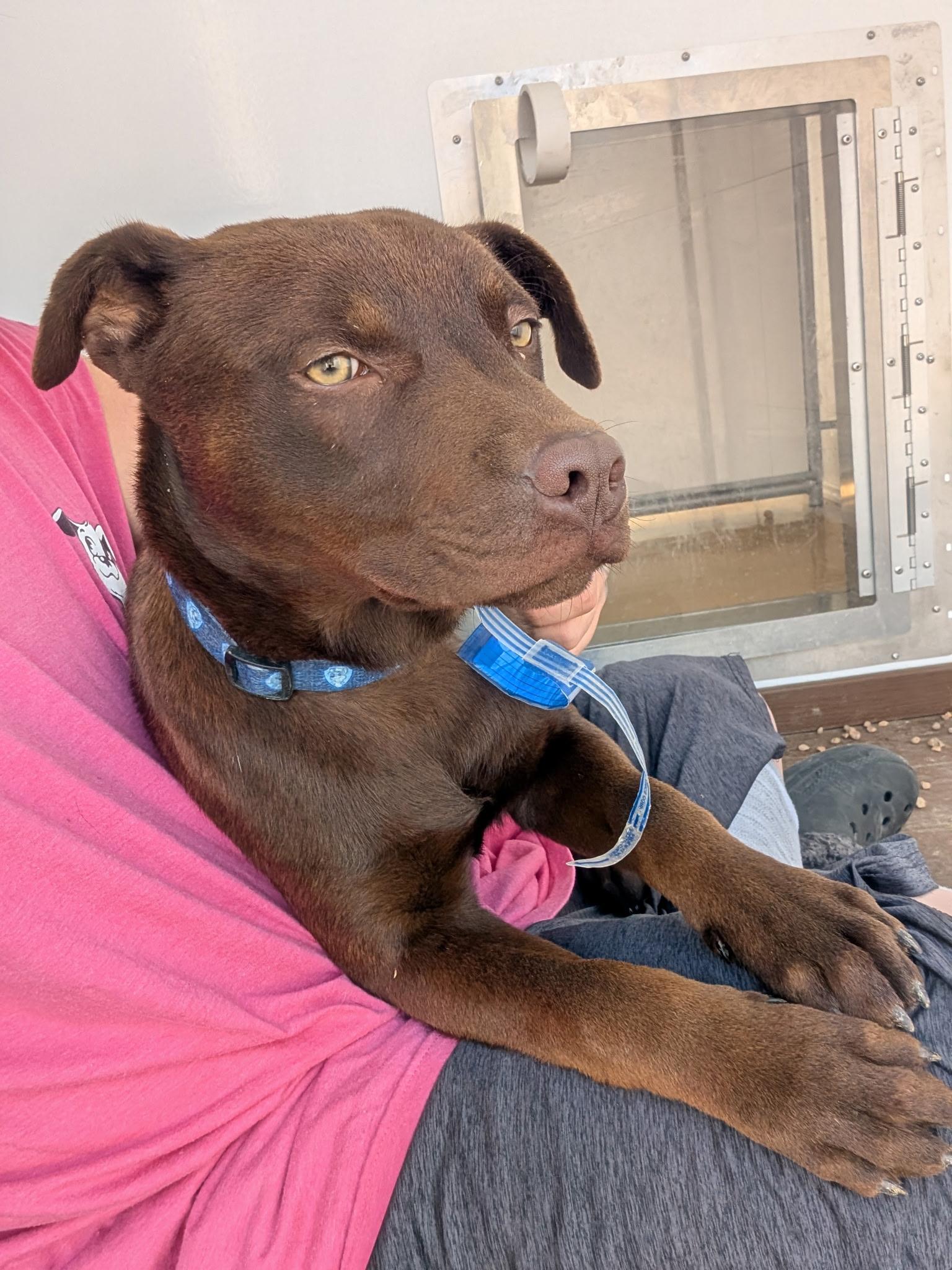Enlarge 275-26 (Midas), an adoptable mixed breed in Brighton, CO image 1/4