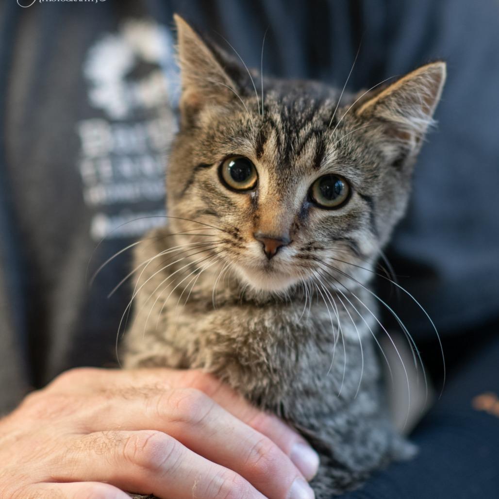 Enlarge BUCK-30302, a Adoptable Domestic Short Hair in Port Richey, FL image 1/1