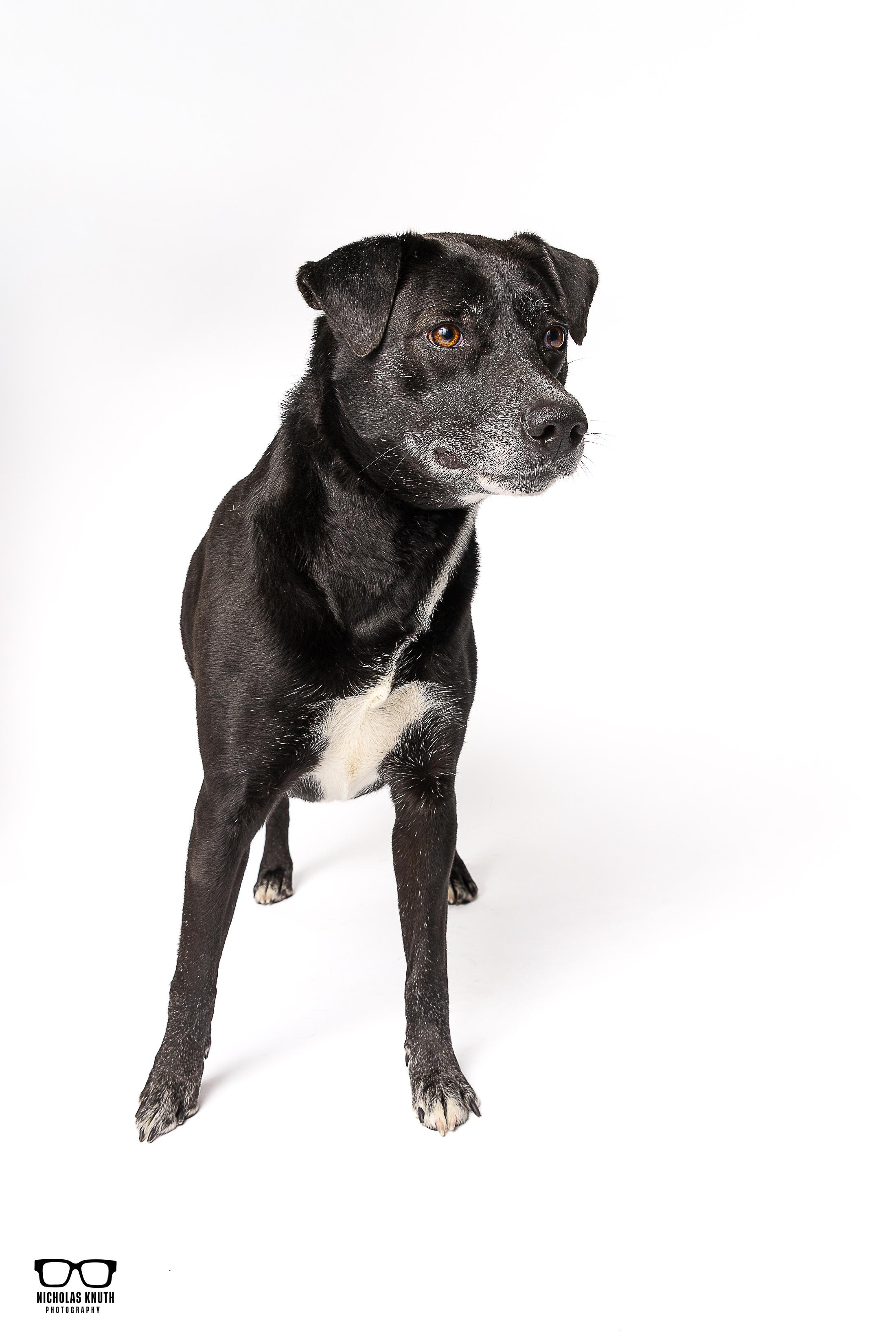 Enlarge Briar, a ADOPTABLE mixed breed in Palatine, IL image 4/4