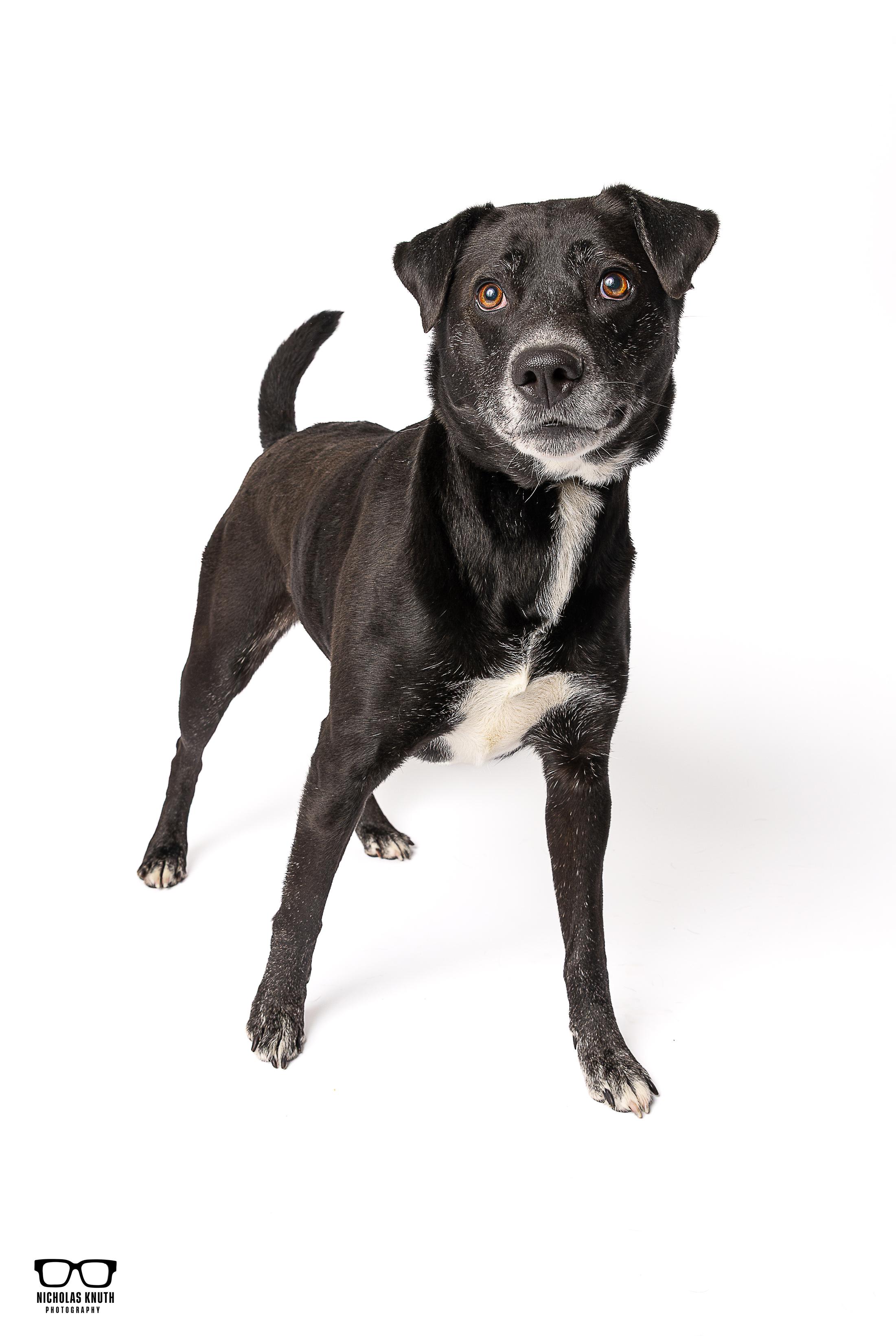 Enlarge Briar, a ADOPTABLE mixed breed in Palatine, IL image 1/4