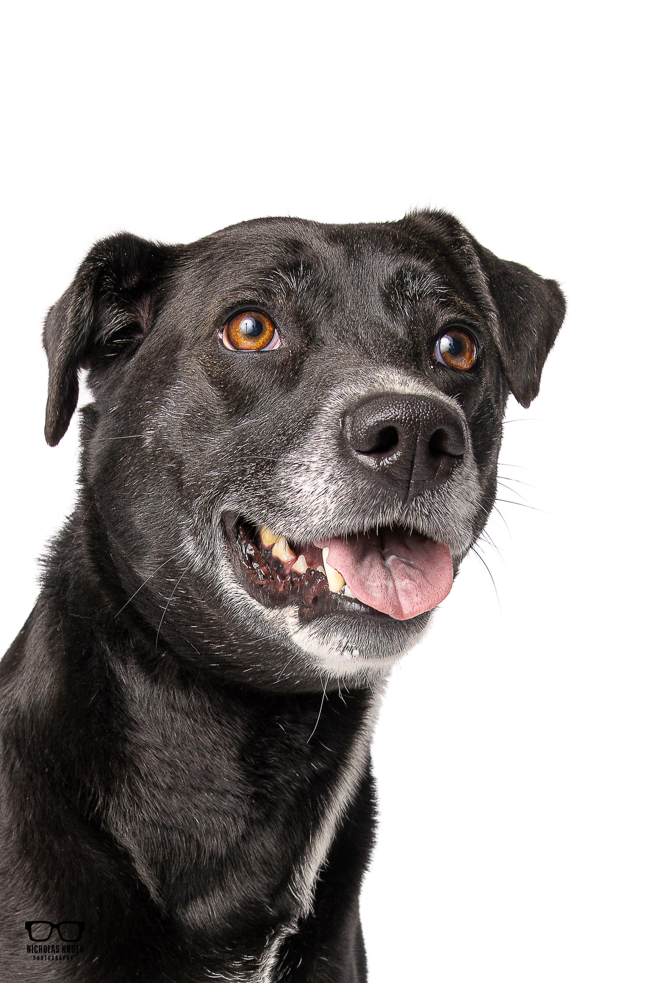 Enlarge Briar, a ADOPTABLE mixed breed in Palatine, IL image 2/4