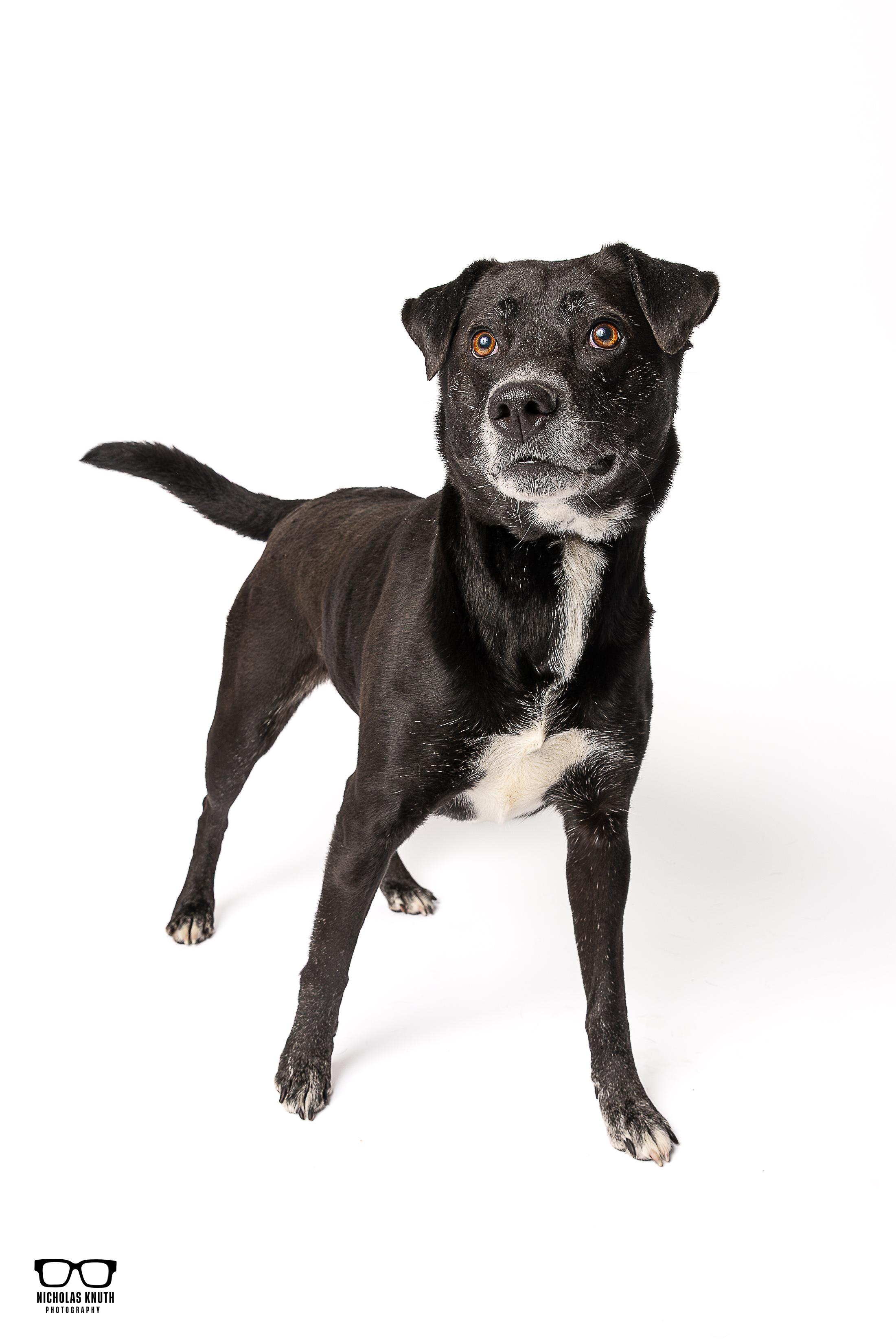 Enlarge Briar, a ADOPTABLE mixed breed in Palatine, IL image 3/4