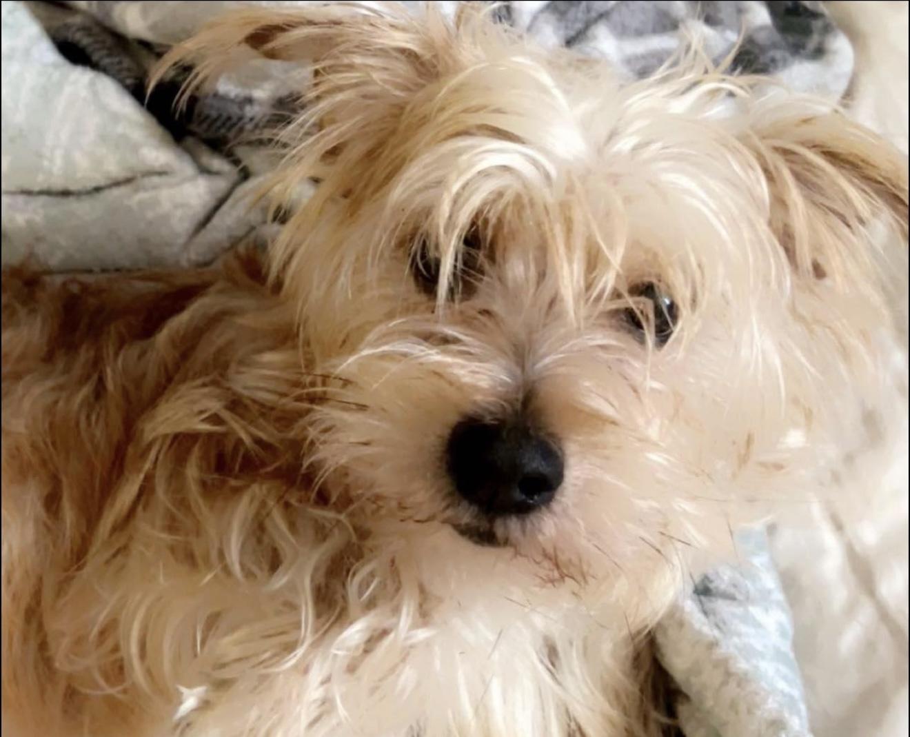 Milo & Bailey, Adoptable, Adult Male Chorkie.