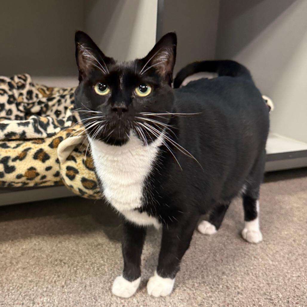 Raven, Adoptable, Adult Female Domestic Short Hair.