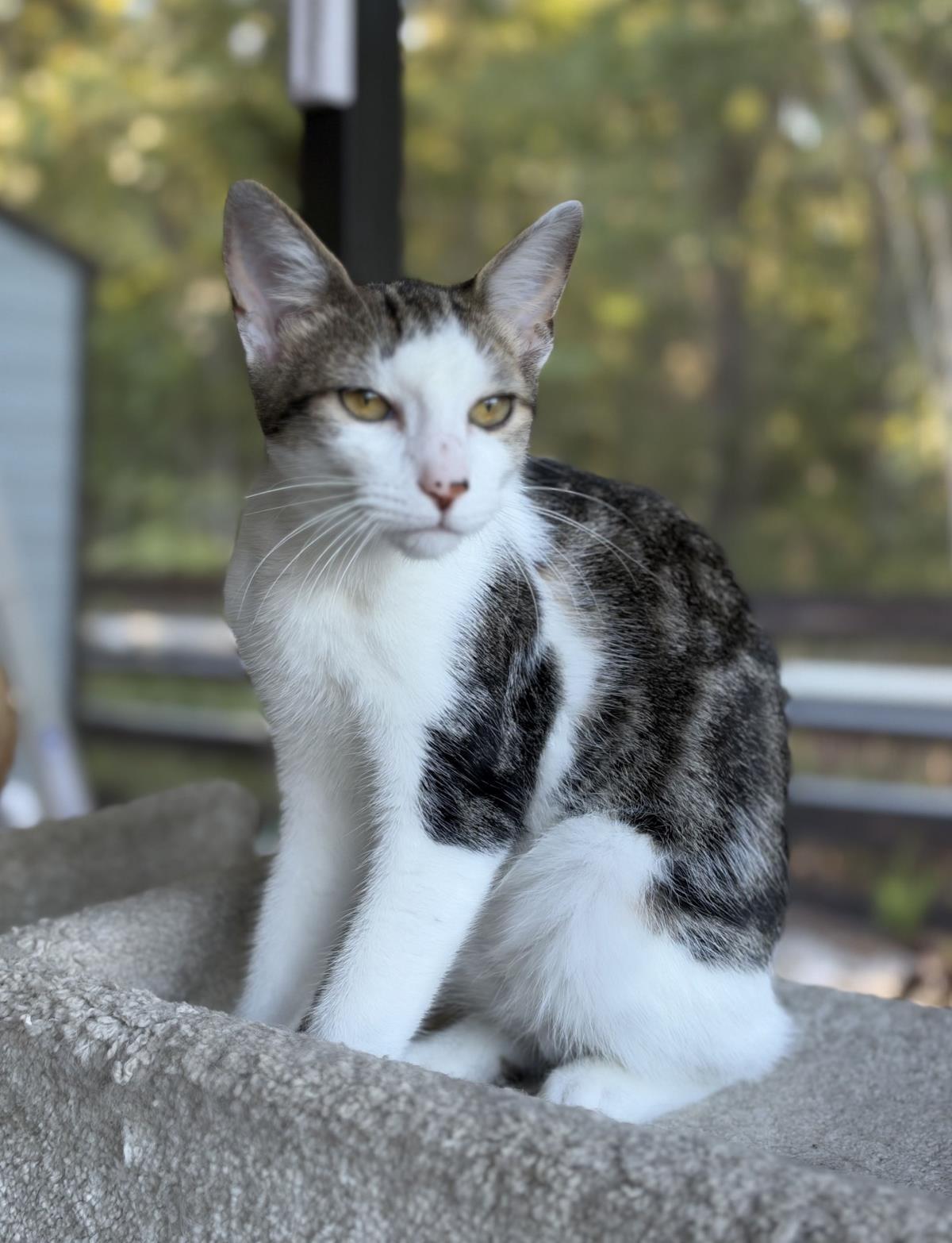 Taz, Adoptable, Young Male Domestic Short Hair.
