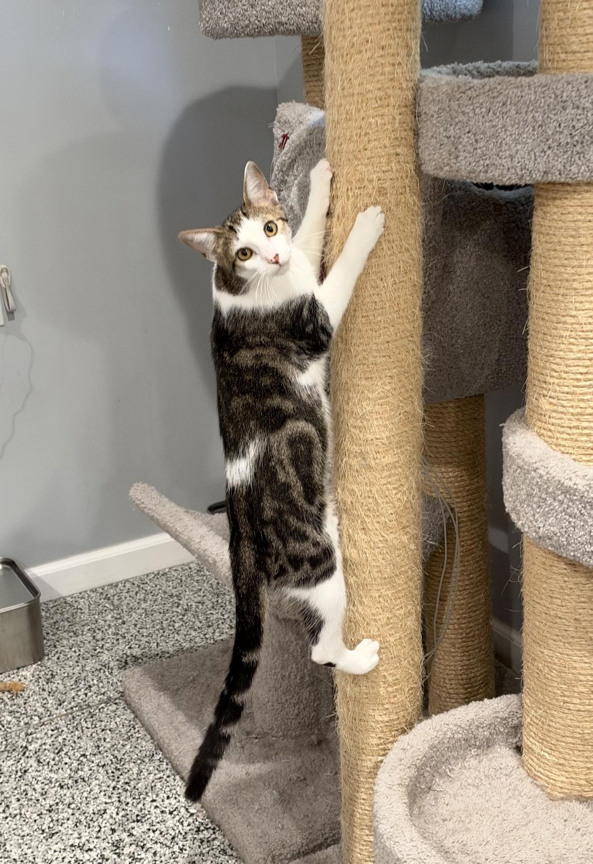 Enlarge Taz, a Adoptable mixed breed in St. Augustine, FL image 2/4