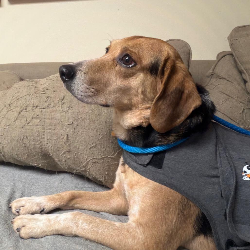 Enlarge Vince, a Adoptable Mixed Breed in Saint Charles, MO image 1/6