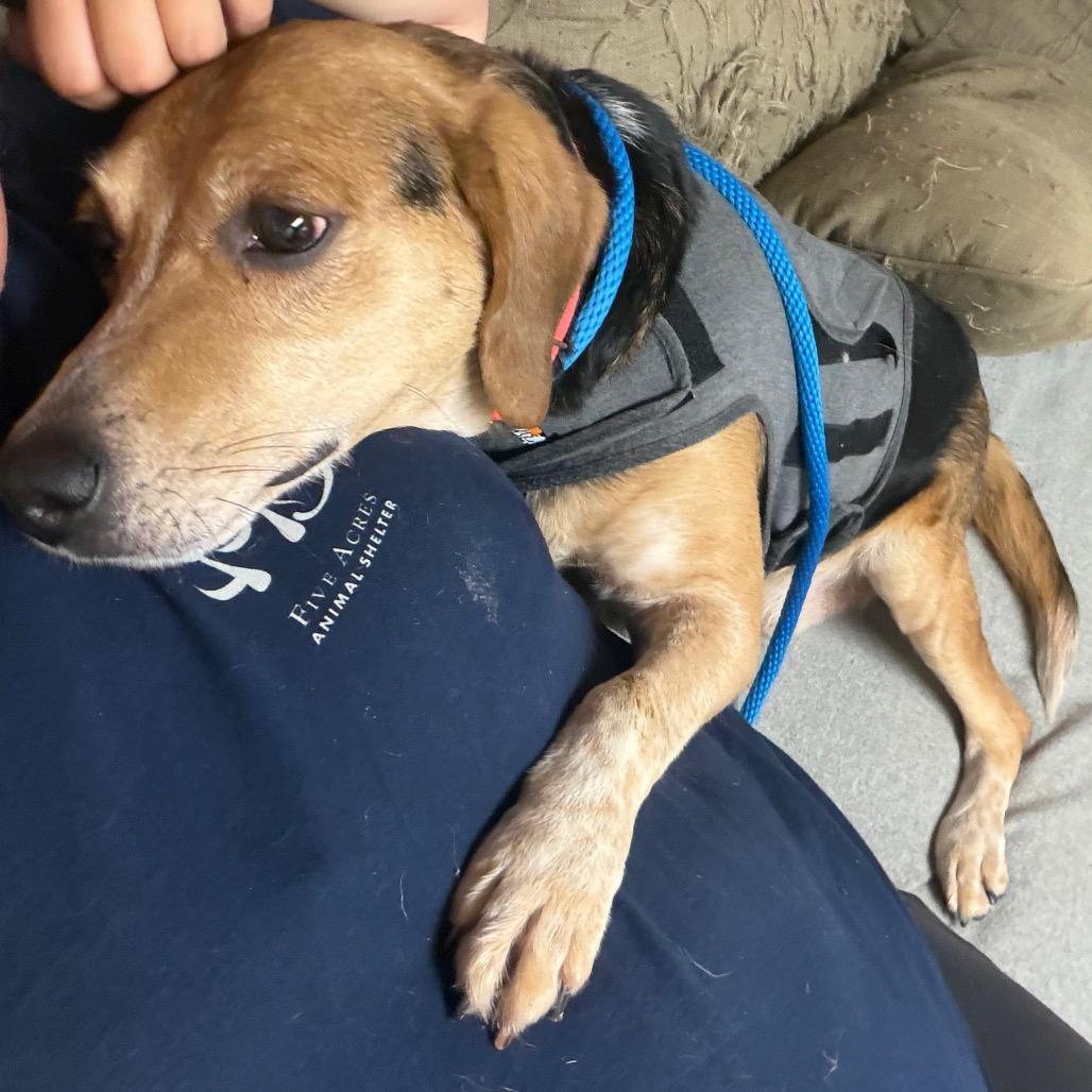 Enlarge Vince, a Adoptable Mixed Breed in Saint Charles, MO image 2/6