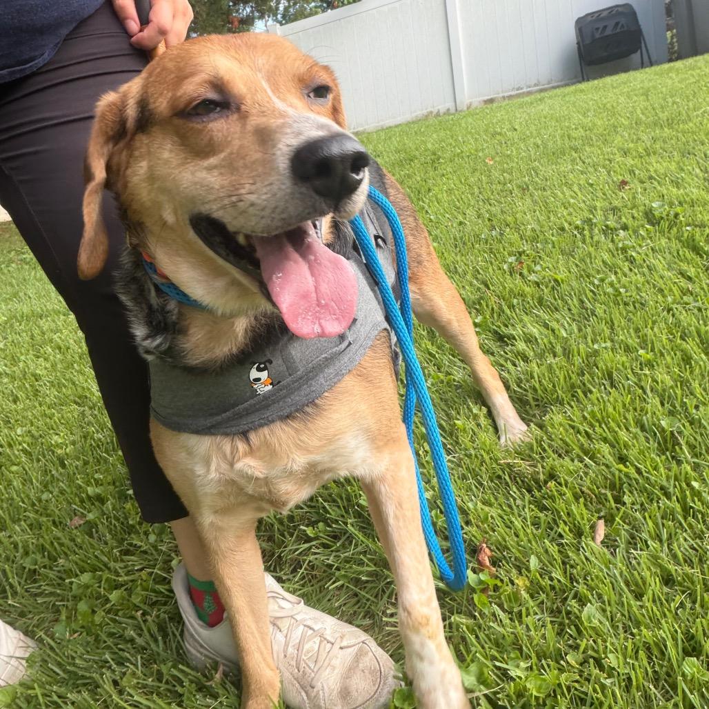 Enlarge Vince, a Adoptable Mixed Breed in Saint Charles, MO image 5/6