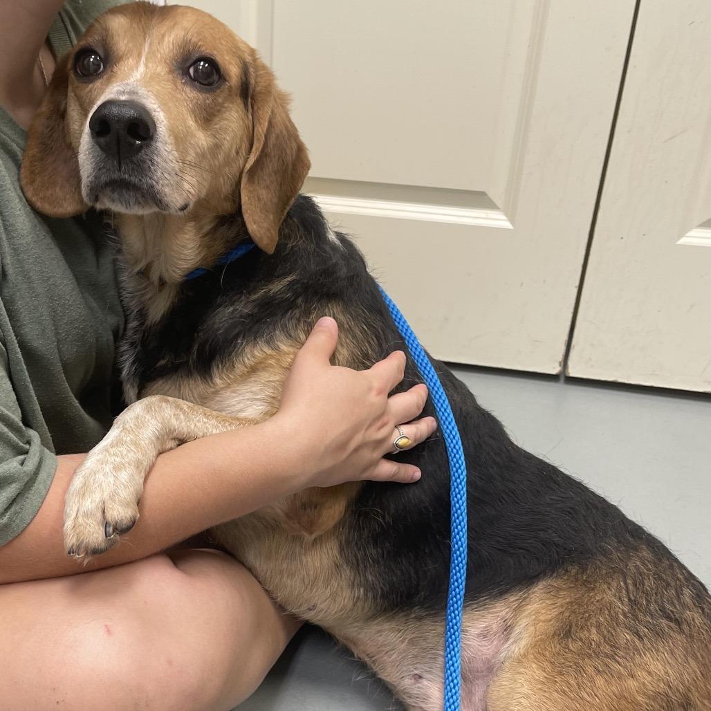 Enlarge Vince, a Adoptable Mixed Breed in Saint Charles, MO image 6/6