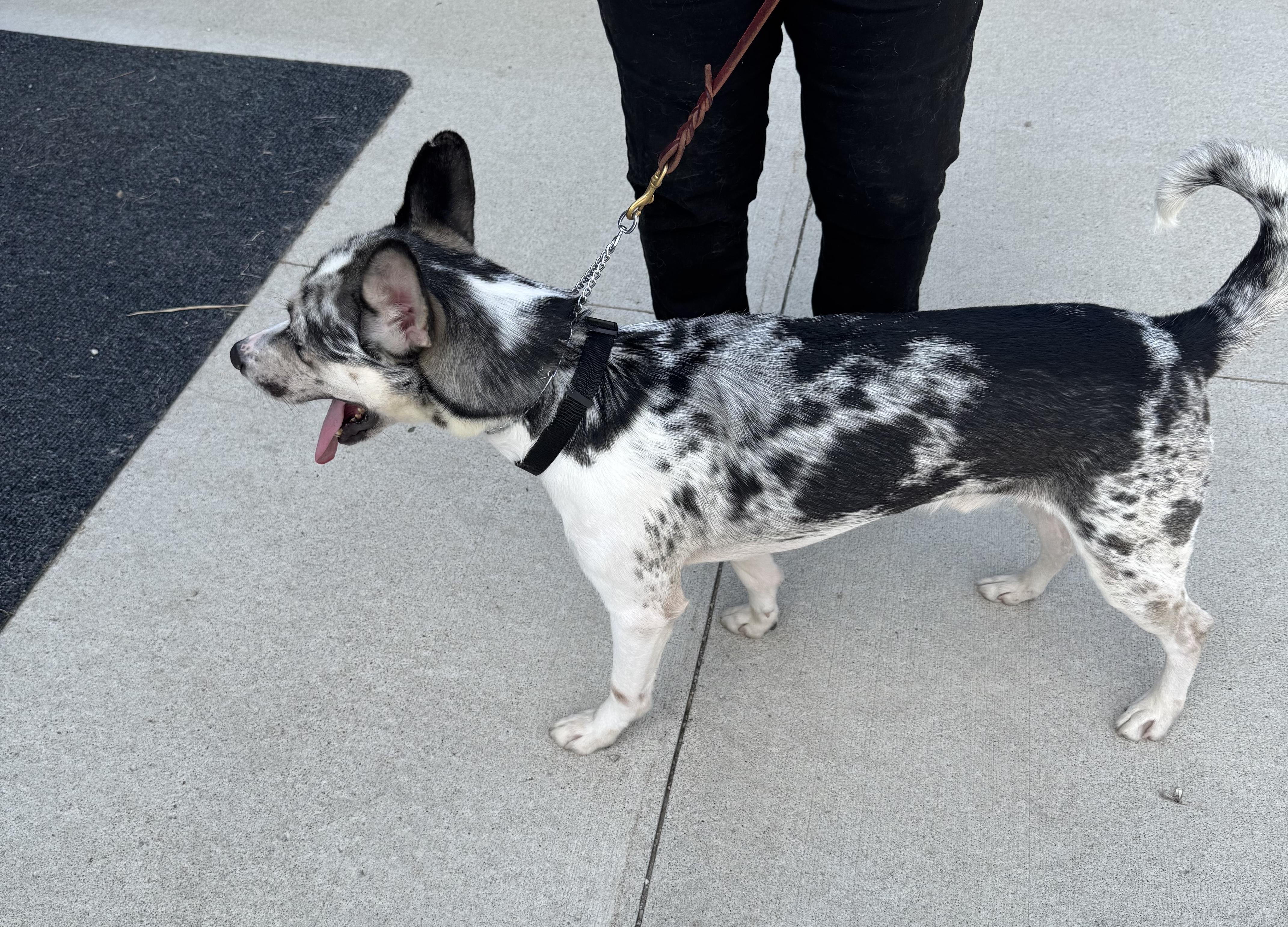 HIGHBROW- JJ (ALGONA IOWA), Adoptable, Young Male Catahoula Leopard Dog & Husky.
