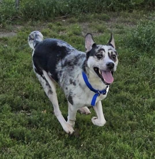 Enlarge HIGHBROW- JJ (ALGONA IOWA), a Adoptable mixed breed in ALGONA, IA image 2/4