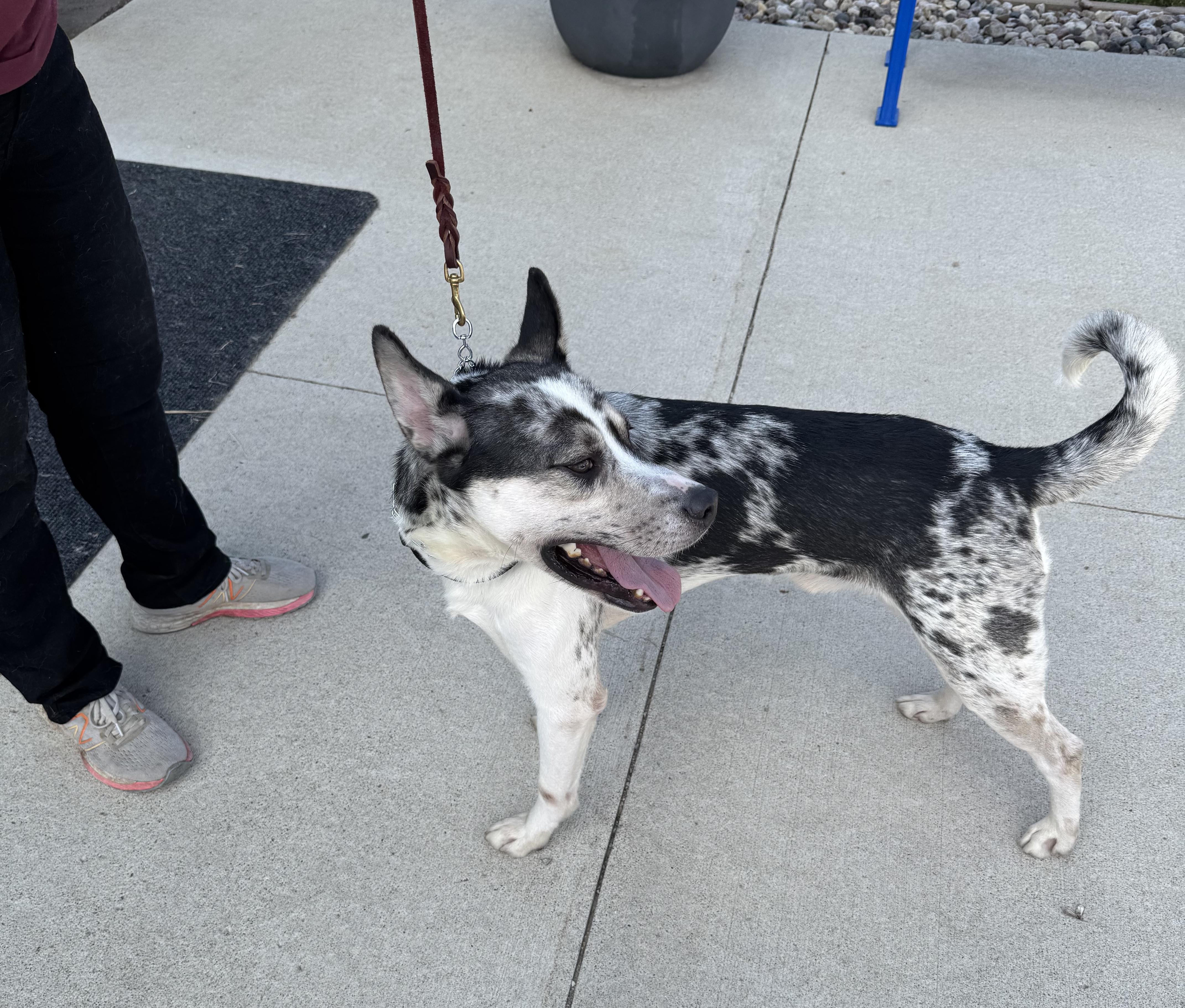 Enlarge HIGHBROW- JJ (ALGONA IOWA), a Adoptable mixed breed in ALGONA, IA image 3/4