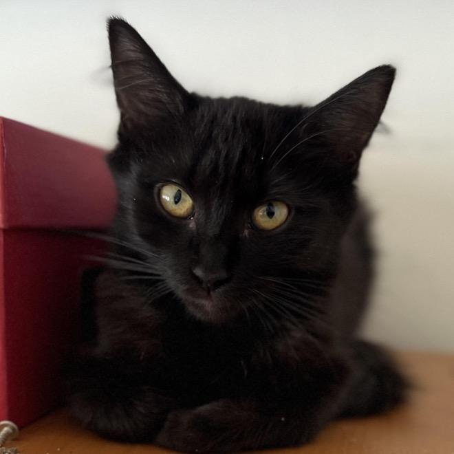 Cinder, a Adoptable Domestic Medium Hair in Tustin, CA image 1/2