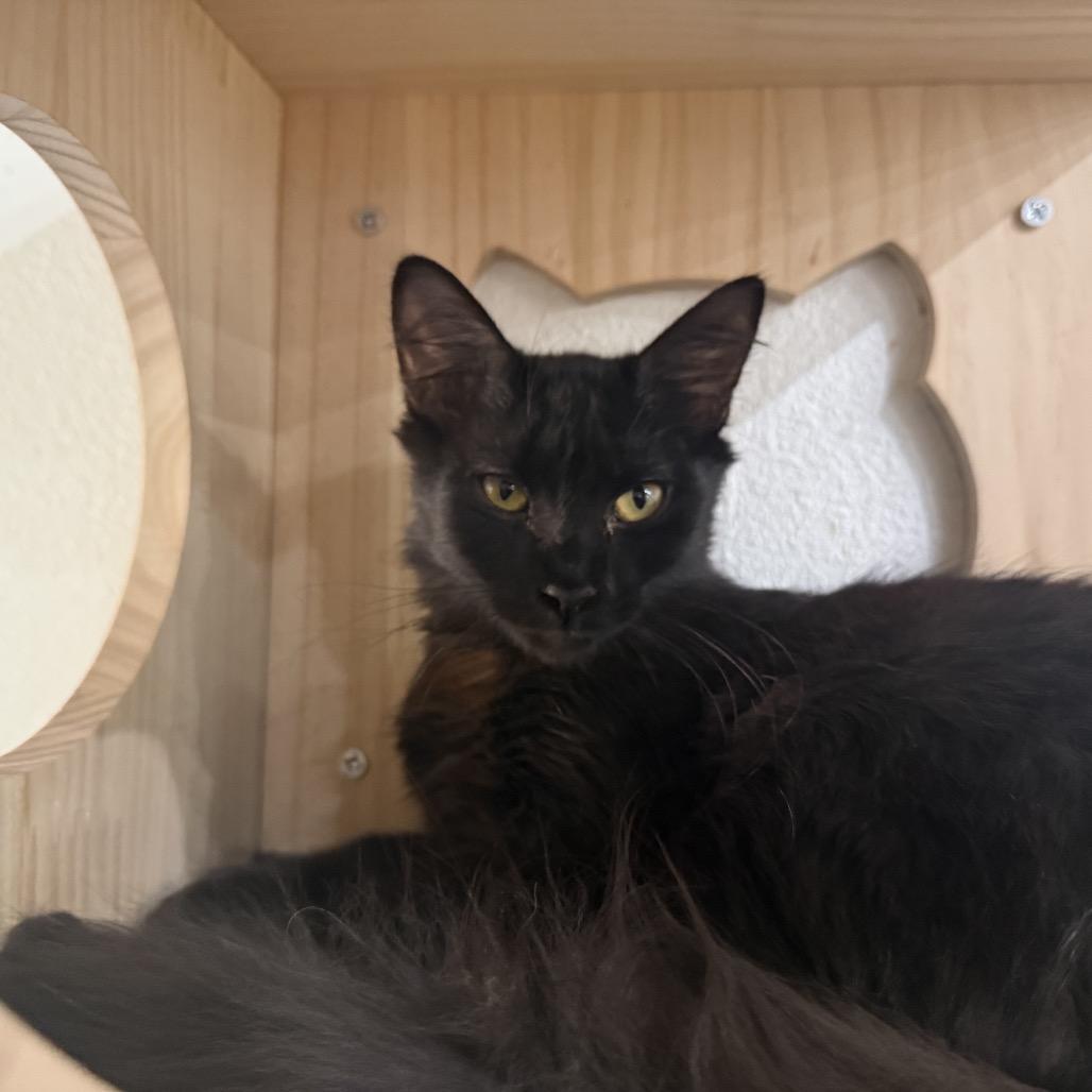 Cinder, a Adoptable Domestic Medium Hair in Tustin, CA image 2/2
