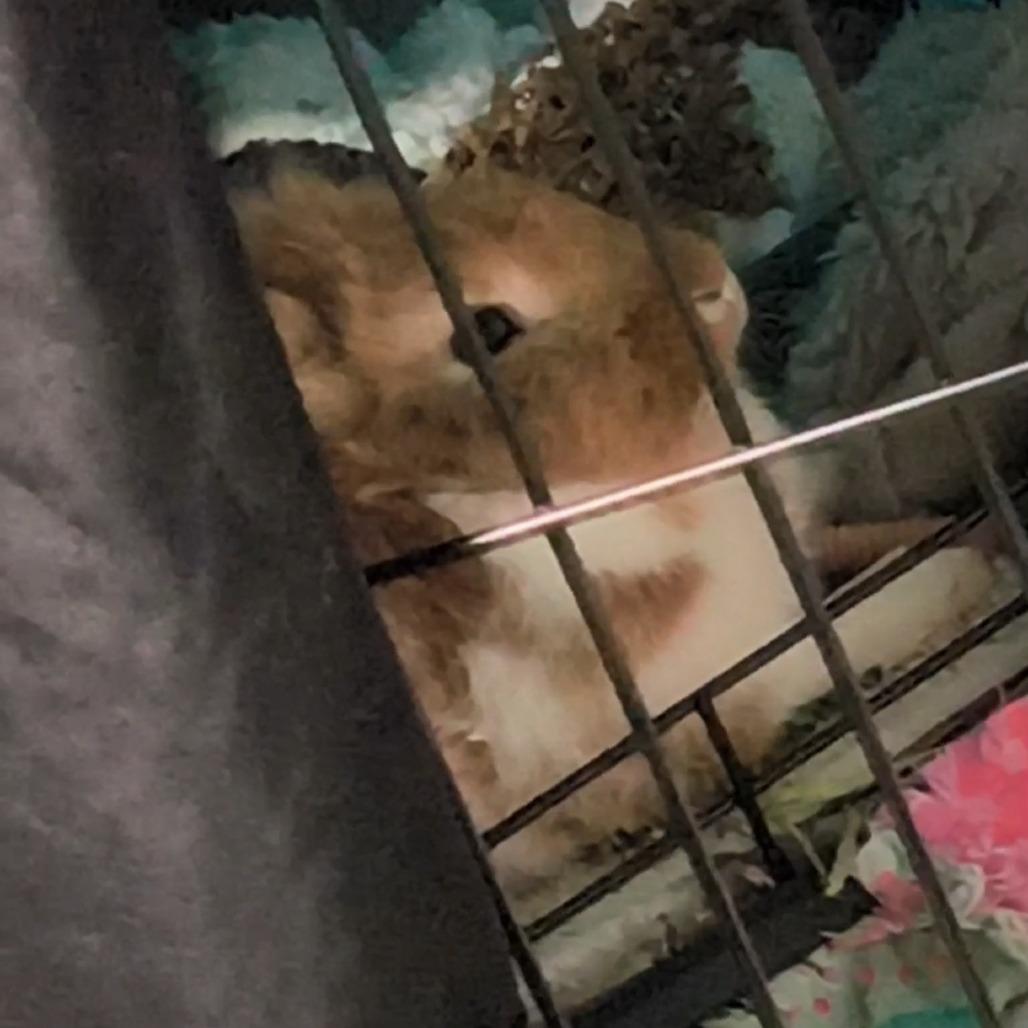 Pastizz "Pasta", Adoptable, Young Male Bunny Rabbit.