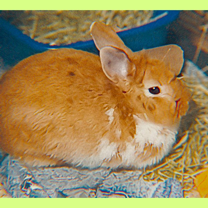 Enlarge Pastizz "Pasta", a Adoptable Bunny Rabbit in West Olive, MI image 3/6