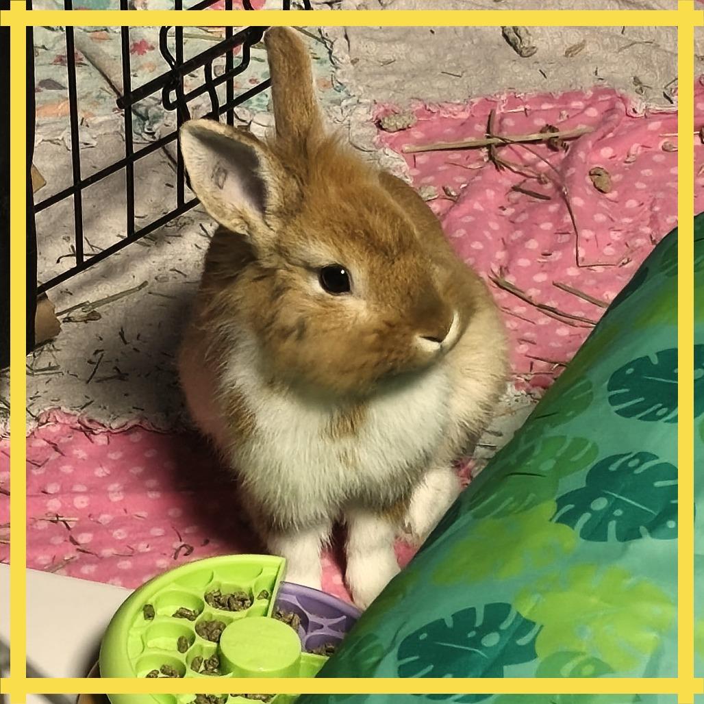 Enlarge Pastizz "Pasta", a Adoptable Bunny Rabbit in West Olive, MI image 5/6