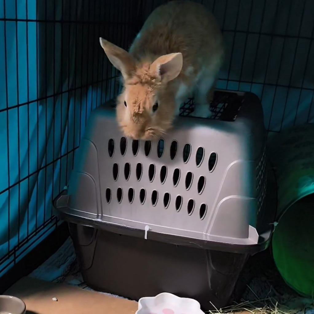 Enlarge Pastizz "Pasta", a Adoptable Bunny Rabbit in West Olive, MI image 6/6