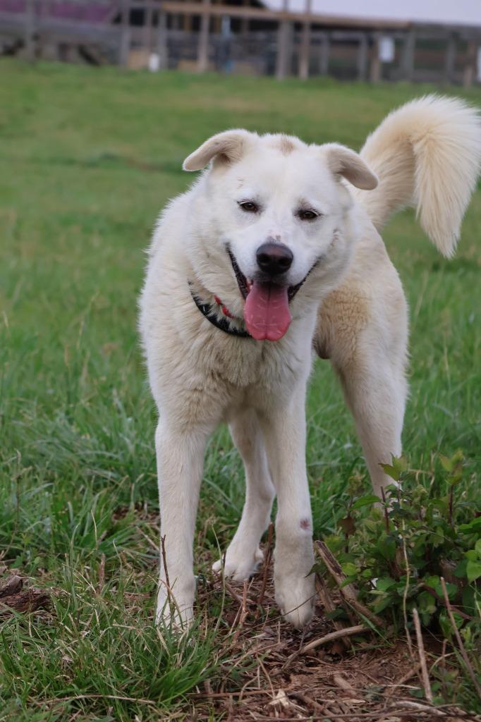 Galloway, Adoptable, Adult Male Mixed Breed.