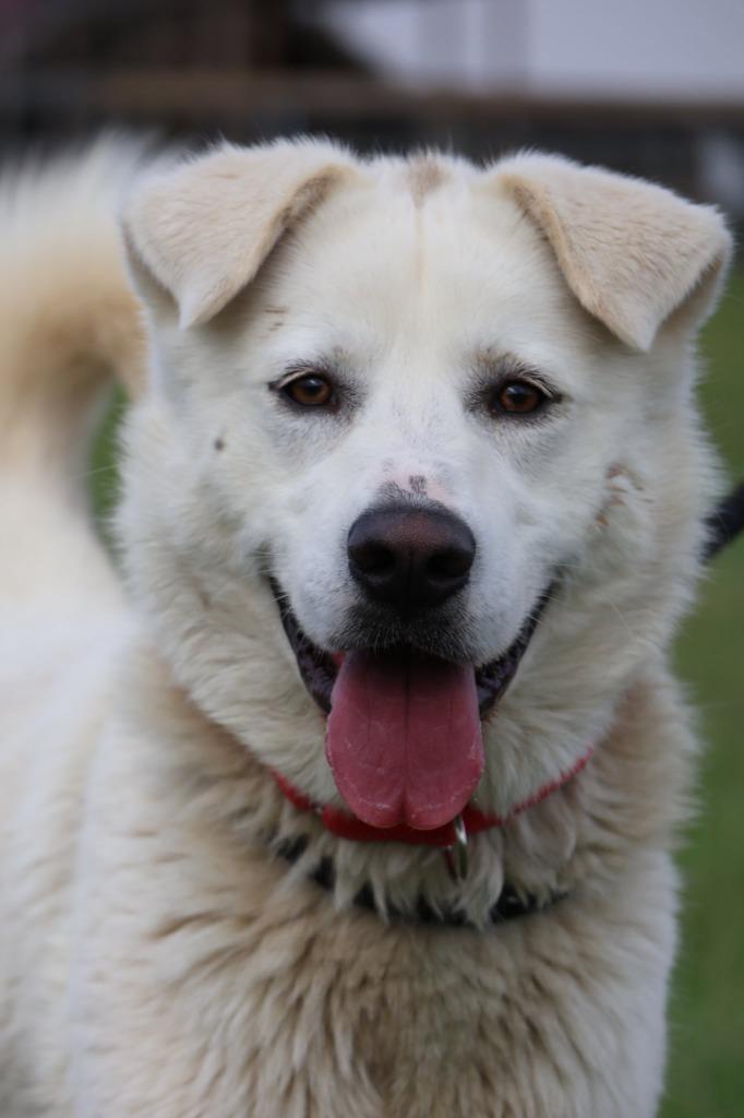 Enlarge Galloway, a Adoptable mixed breed in Columbia, TN image 2/4