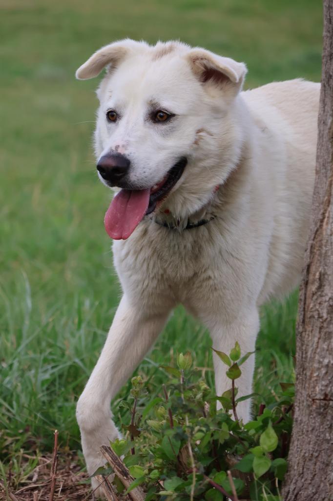 Enlarge Galloway, a Adoptable mixed breed in Columbia, TN image 3/4