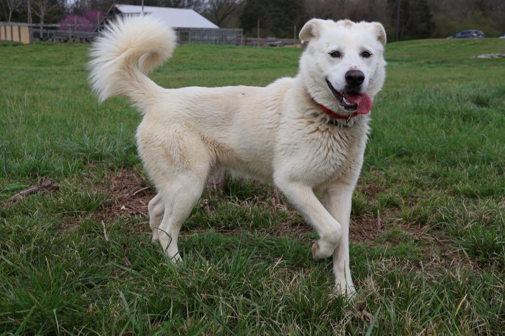 Enlarge Galloway, a Adoptable mixed breed in Columbia, TN image 4/4
