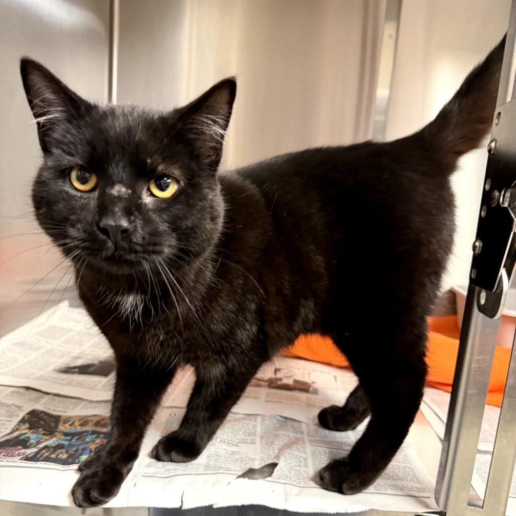 Enlarge Hershey's, a Adoptable Domestic Short Hair in Bryan, TX image 1/3