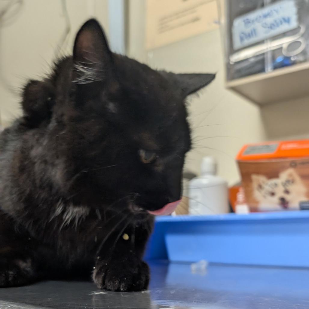 Hershey's, Adoptable, Adult Male Domestic Short Hair.