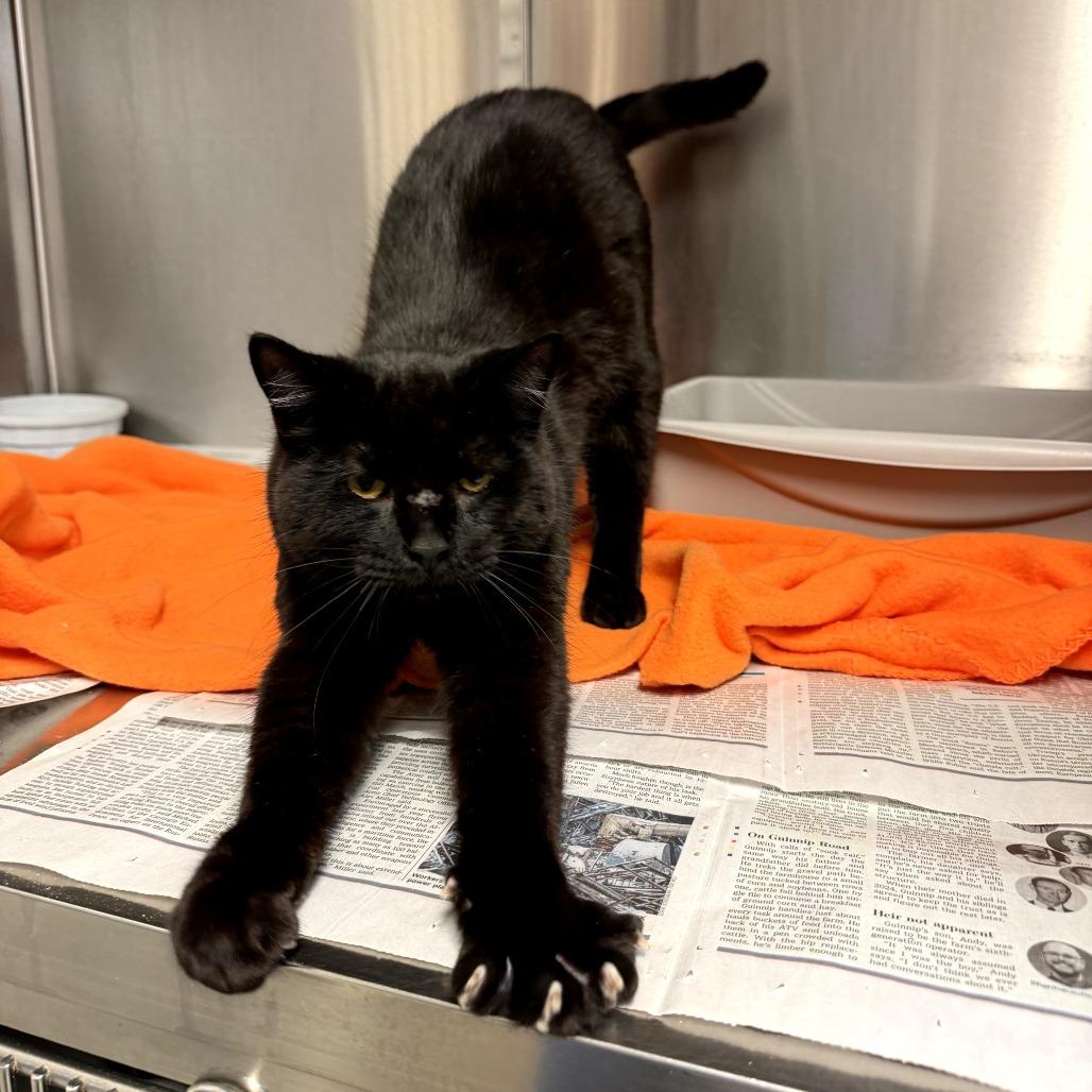 Enlarge Hershey's, a Adoptable Domestic Short Hair in Bryan, TX image 2/3