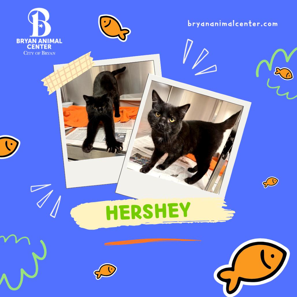 Enlarge Hershey's, a Adoptable Domestic Short Hair in Bryan, TX image 3/3