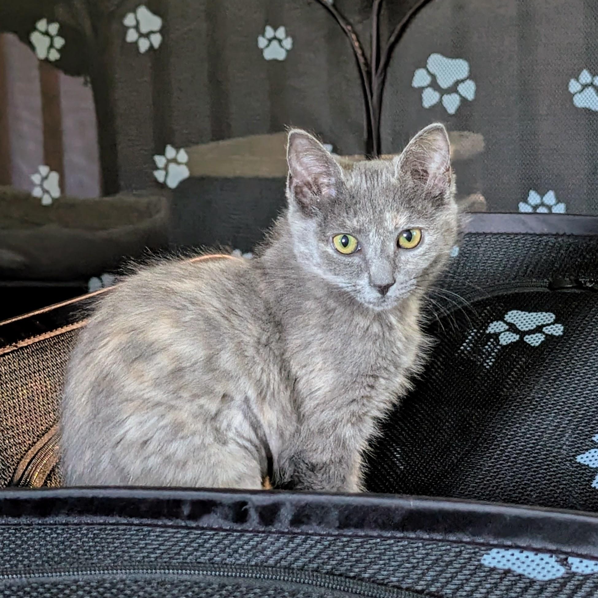 Sudri, Adoptable, Kitten Female Domestic Short Hair.