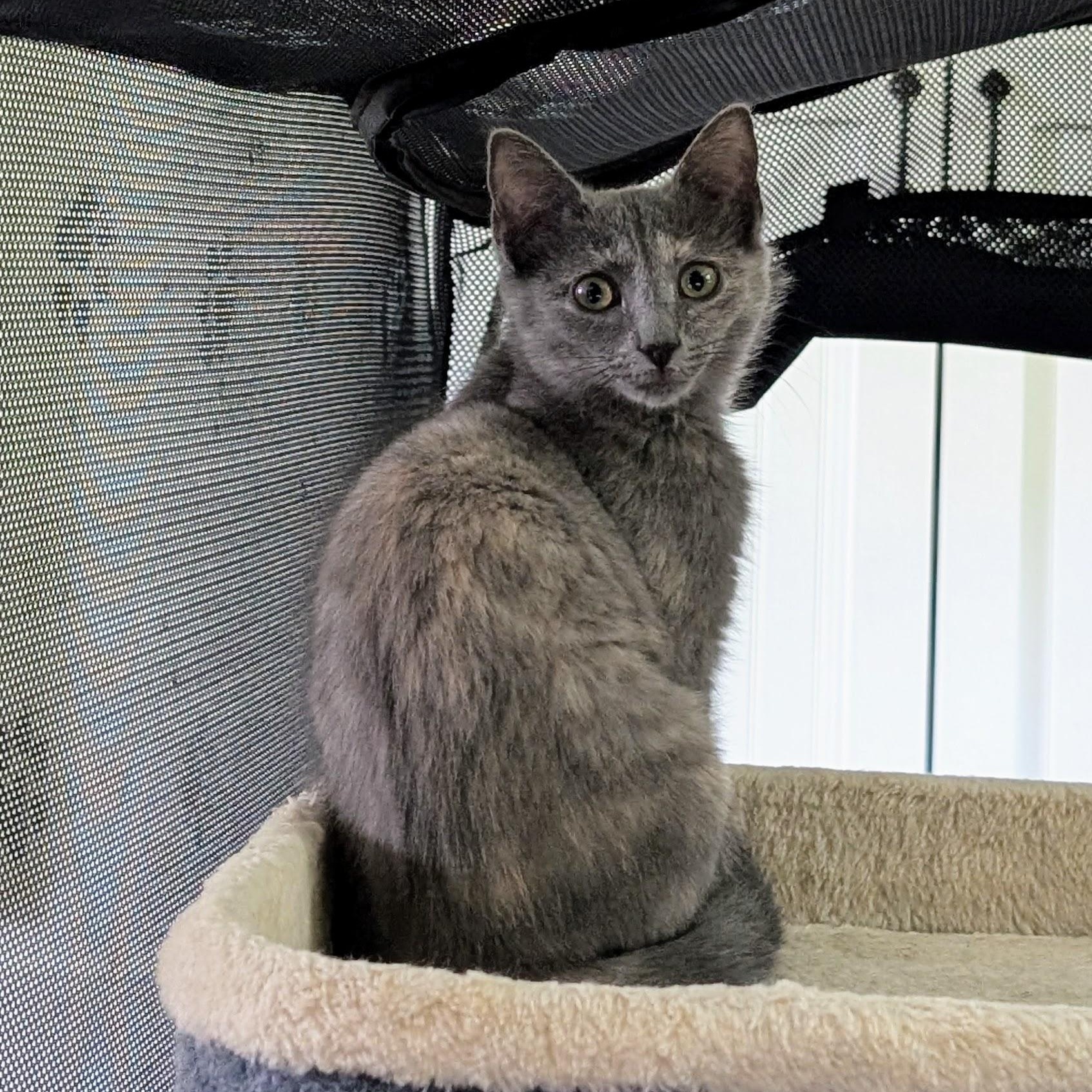 Enlarge Sudri, a Adoptable Domestic Short Hair in Richmond, VA image 2/6