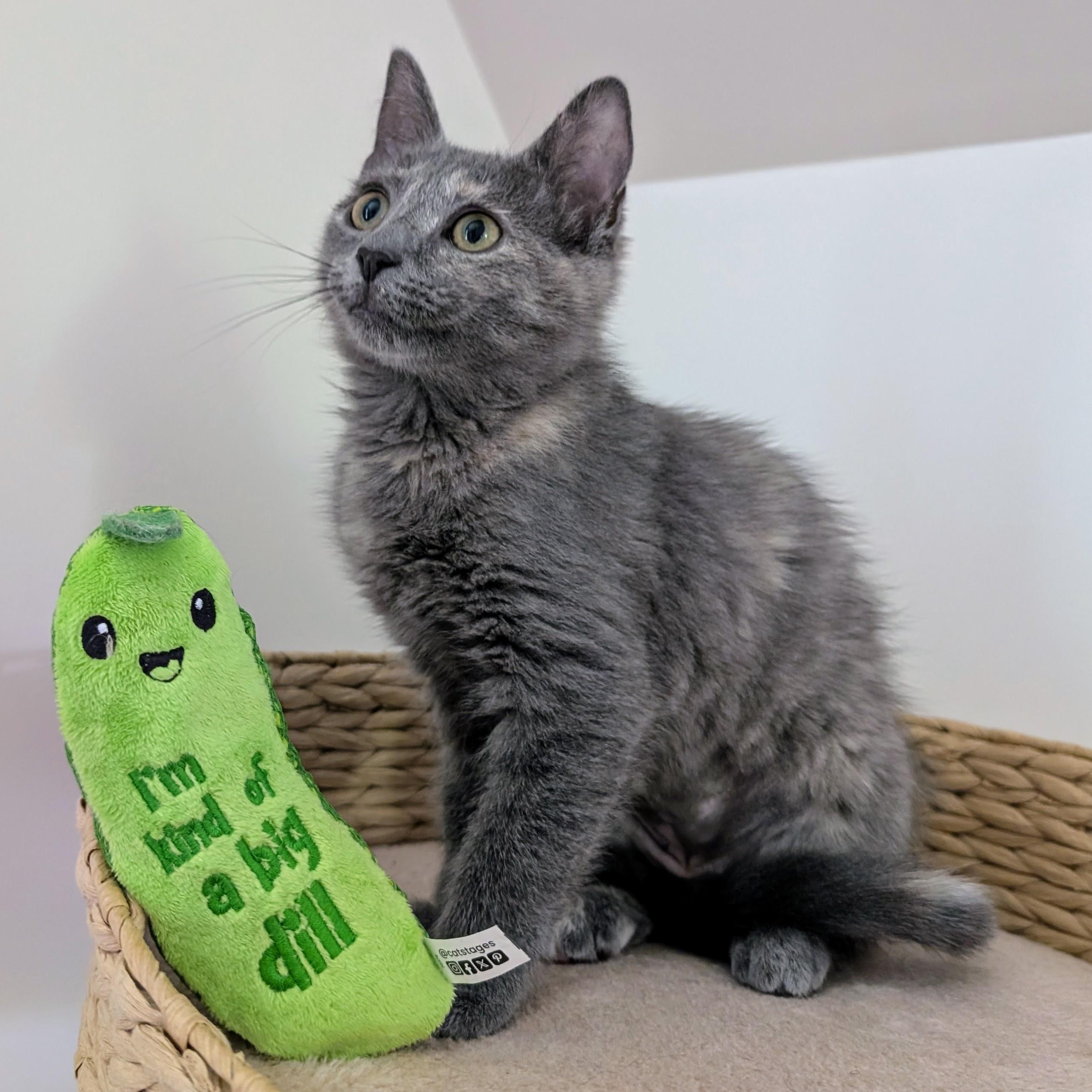 Enlarge Sudri, a Adoptable Domestic Short Hair in Richmond, VA image 4/6