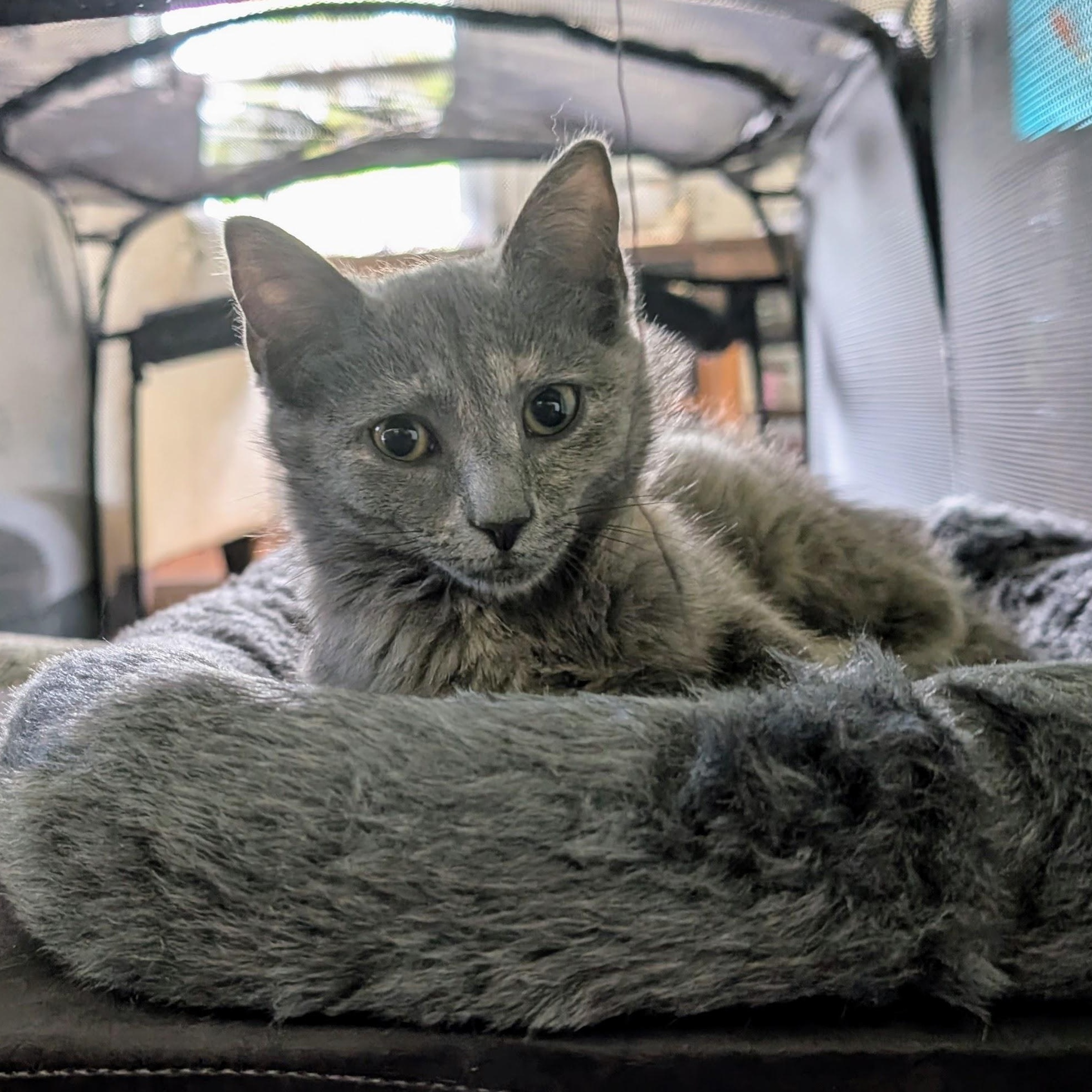 Enlarge Sudri, a Adoptable Domestic Short Hair in Richmond, VA image 5/6