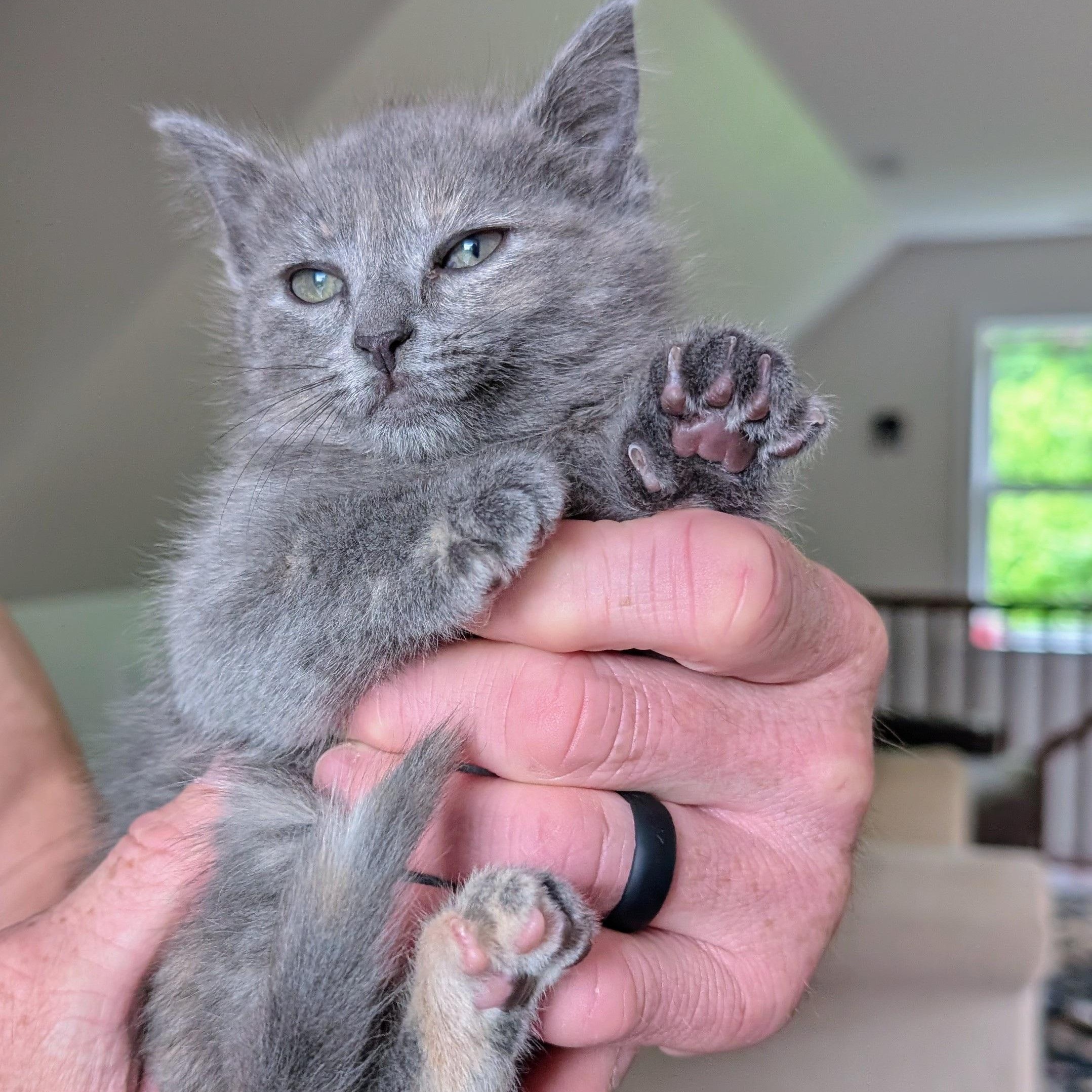 Enlarge Sudri, a Adoptable Domestic Short Hair in Richmond, VA image 3/6