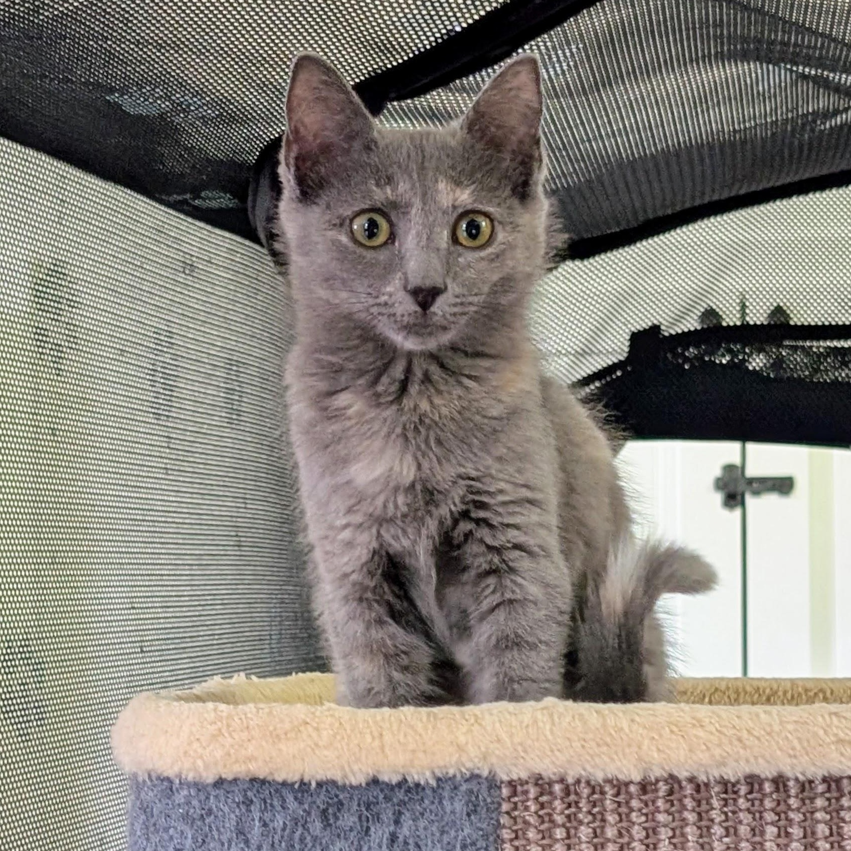 Enlarge Sudri, a Adoptable Domestic Short Hair in Richmond, VA image 6/6