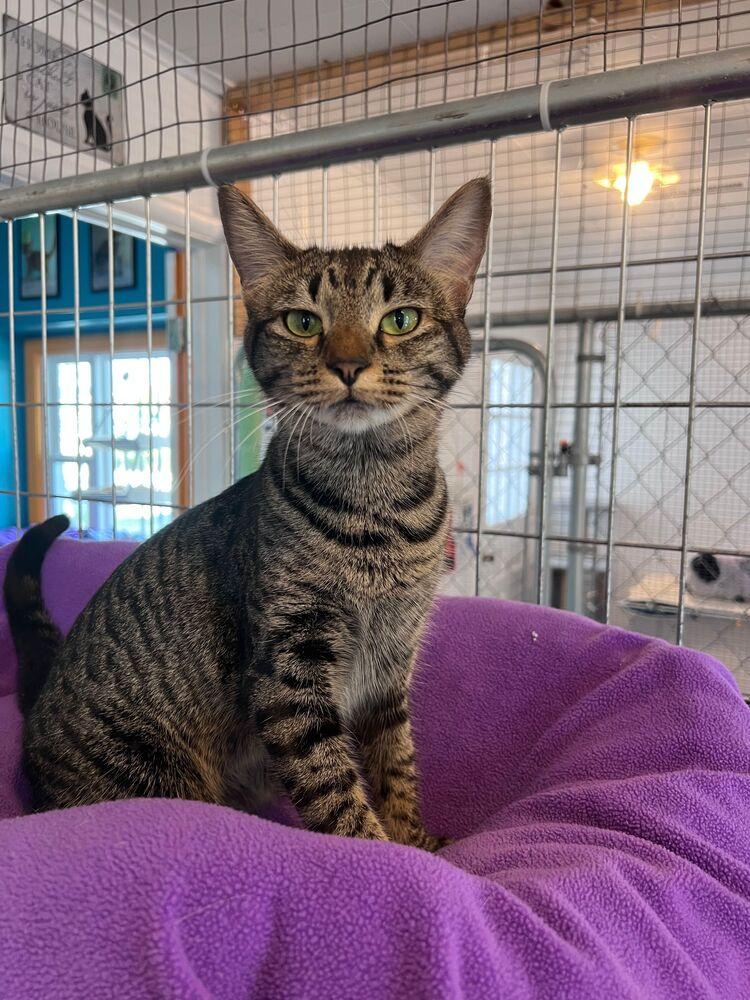 Thelma, Adoptable, Young Female Domestic Short Hair.