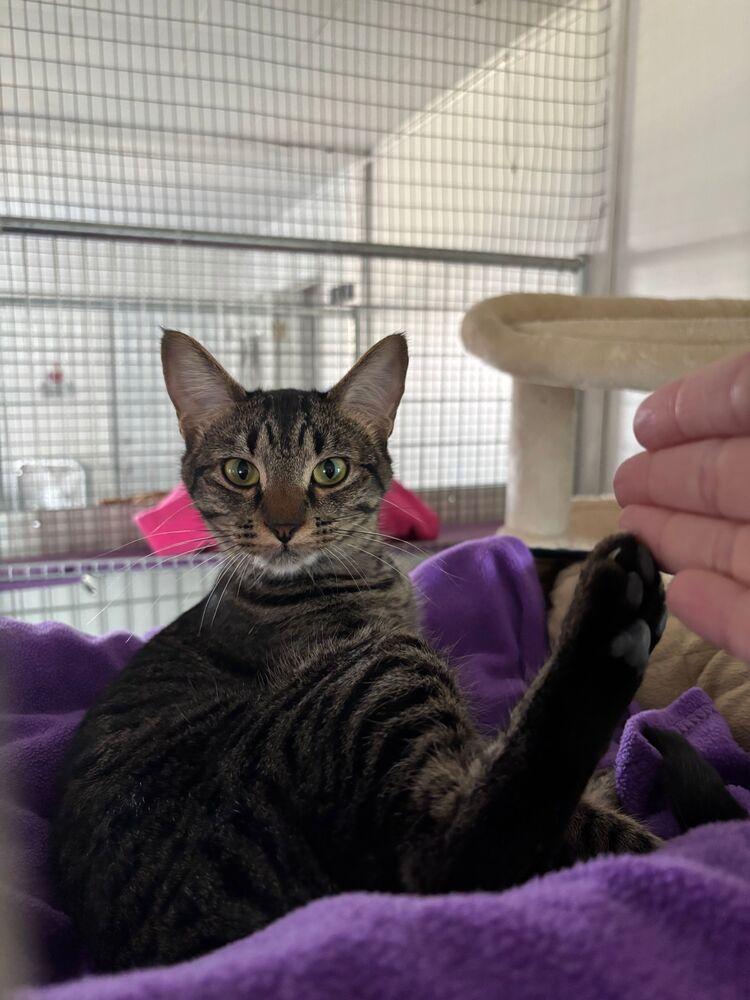 Enlarge Thelma, a Adoptable Domestic Short Hair in McPherson, KS image 2/2